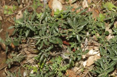 Germandrée petit-chêne, Chênette Teucrium chamaedrys L., 1753