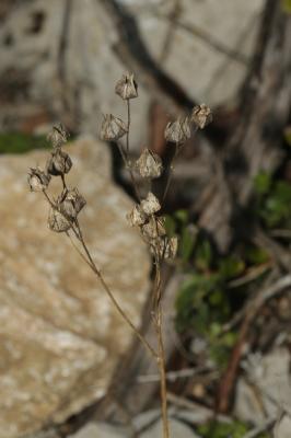 Potentille velue Potentilla hirta L., 1753