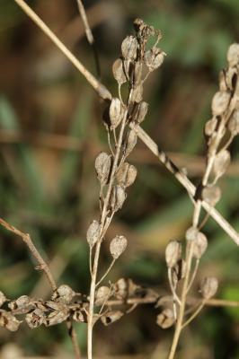 Teucride d'Allemagne Veronica teucrium L., 1762