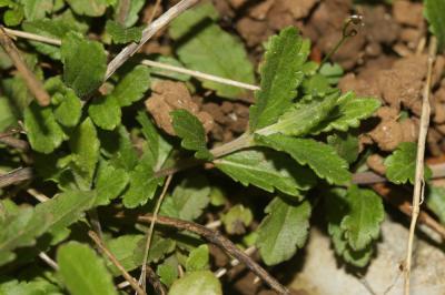Teucride d'Allemagne Veronica teucrium L., 1762