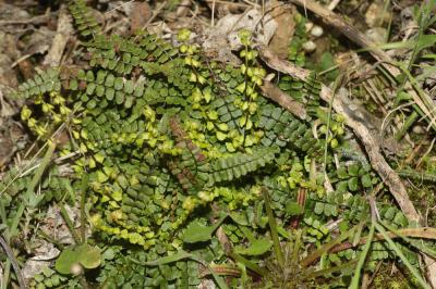 Capillaire des murailles, Fausse capillaire, Capil Asplenium trichomanes L., 1753