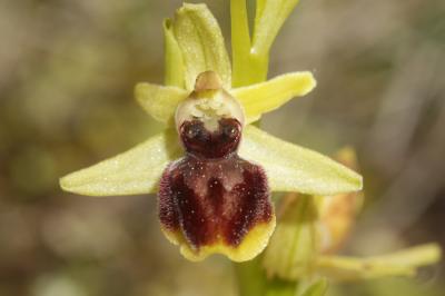 Ophrys verdissant Ophrys virescens Philippe, 1859
