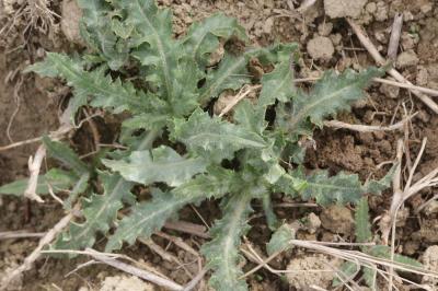 Cirse des champs, Chardon des champs Cirsium arvense (L.) Scop., 1772
