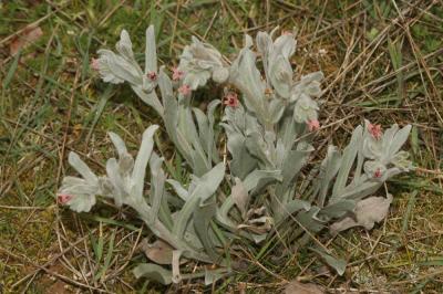 Cynoglosse à feuilles de Giroflée Pardoglossum cheirifolium (L.) Barbier & Mathez, 1973