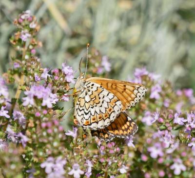 Mélitée du Plantain (La), Déesse à ceinturons (La) Melitaea cinxia (Linnaeus, 1758)