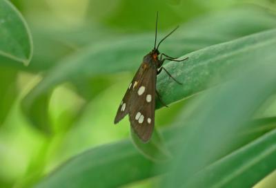 Ménagère (La) Dysauxes punctata (Fabricius, 1781)