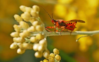  Rhynocoris iracundus (Poda, 1761)