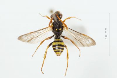  Nomada marshamella (Kirby, 1802)