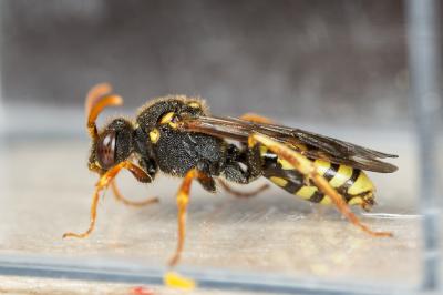  Nomada marshamella (Kirby, 1802)