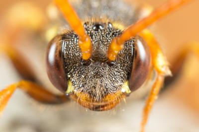  Nomada marshamella (Kirby, 1802)