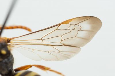  Nomada marshamella (Kirby, 1802)