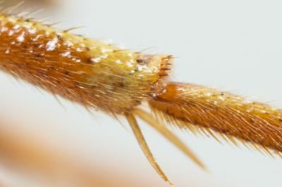  Nomada marshamella (Kirby, 1802)