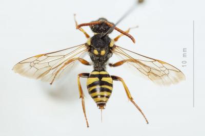  Nomada fulvicornis Fabricius, 1793