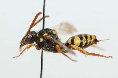  Nomada fulvicornis Fabricius, 1793