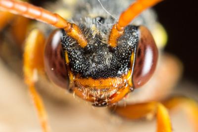  Nomada fulvicornis Fabricius, 1793
