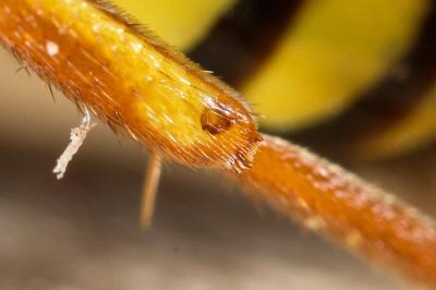 Nomada fulvicornis Fabricius, 1793