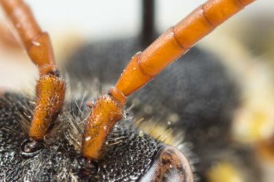  Nomada fulvicornis Fabricius, 1793
