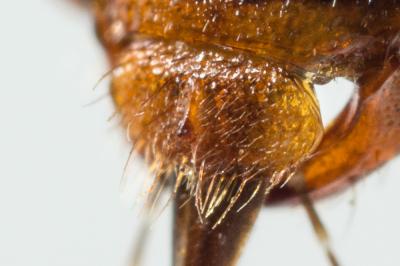  Nomada fulvicornis Fabricius, 1793
