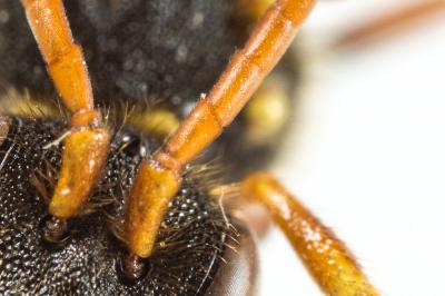  Nomada marshamella (Kirby, 1802)
