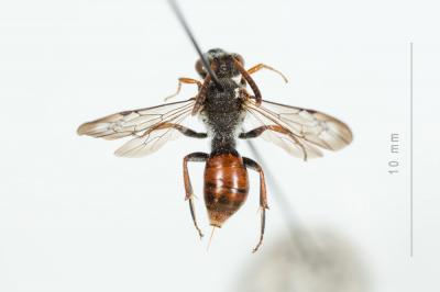  Nomada femoralis Morawitz, 1869