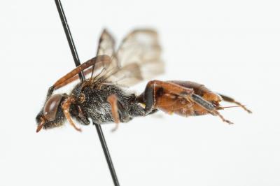  Nomada femoralis Morawitz, 1869