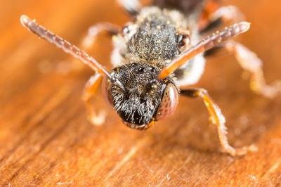  Nomada femoralis Morawitz, 1869