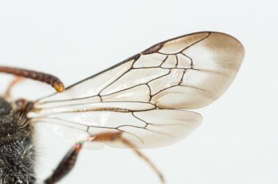  Nomada femoralis Morawitz, 1869