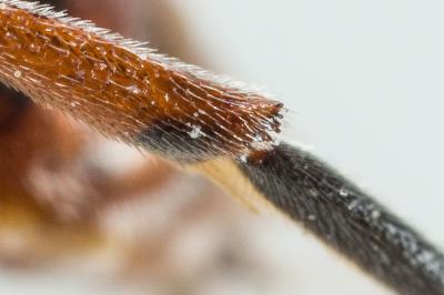  Nomada femoralis Morawitz, 1869