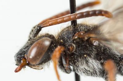  Nomada femoralis Morawitz, 1869