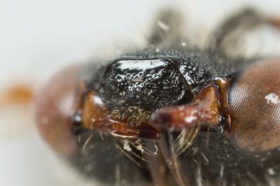  Nomada femoralis Morawitz, 1869