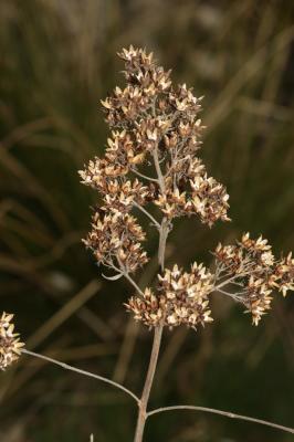 Lysimaque commune, Lysimaque vulgaire Lysimachia vulgaris L., 1753