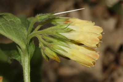 Consoude à tubercules Symphytum tuberosum L., 1753