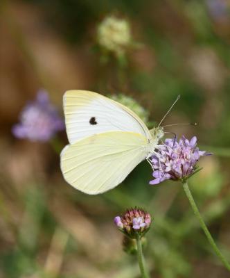 Piéride du Chou (La), Grande Piéride du Chou (La), Pieris brassicae (Linnaeus, 1758)