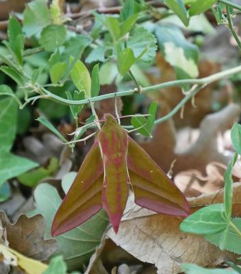 Grand Sphinx de la Vigne (Le) Deilephila elpenor (Linnaeus, 1758)
