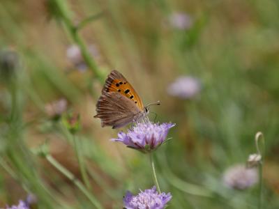 Cuivré commun (Le), Argus bronzé (L'), Bronzé (Le) Lycaena phlaeas (Linnaeus, 1760)