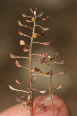 Hornungie des pierres, Hutchinsie des pierres Hornungia petraea (L.) Rchb., 1838