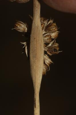 Jonc aggloméré Juncus conglomeratus L., 1753