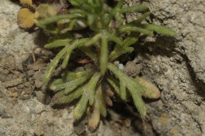 Bugle jaune, Bugle petit-pin, Petite Ivette Ajuga chamaepitys (L.) Schreb., 1773