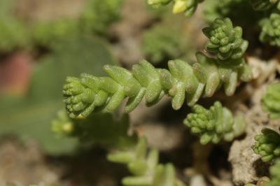 Poivre de muraille, Orpin acre Sedum acre L., 1753