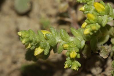 Poivre de muraille, Orpin acre Sedum acre L., 1753