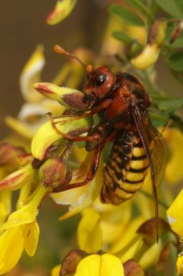  Cimbex luteus (Linnaeus, 1758)