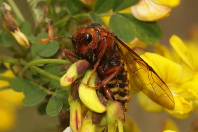  Cimbex luteus (Linnaeus, 1758)