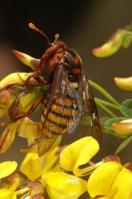  Cimbex luteus (Linnaeus, 1758)