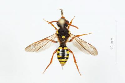  Nomada duplex Smith, 1854