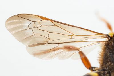  Nomada duplex Smith, 1854
