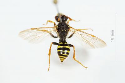  Nomada goodeniana (Kirby, 1802)