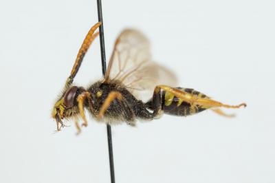  Nomada goodeniana (Kirby, 1802)