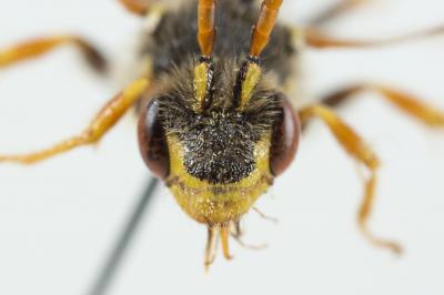  Nomada goodeniana (Kirby, 1802)