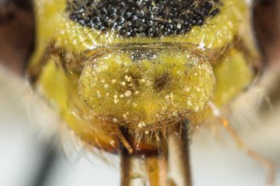  Nomada goodeniana (Kirby, 1802)