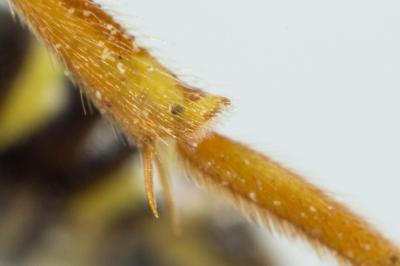  Nomada goodeniana (Kirby, 1802)